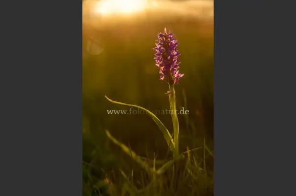 Fokus-Natur Bild