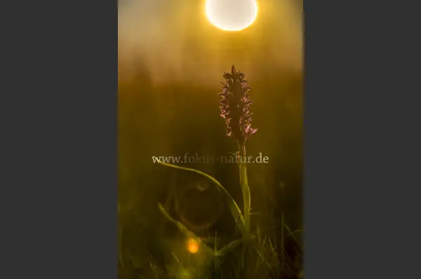 Fokus-Natur Bild