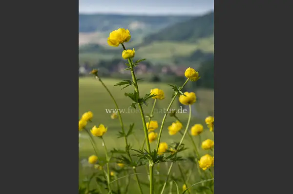 Fokus-Natur Bild