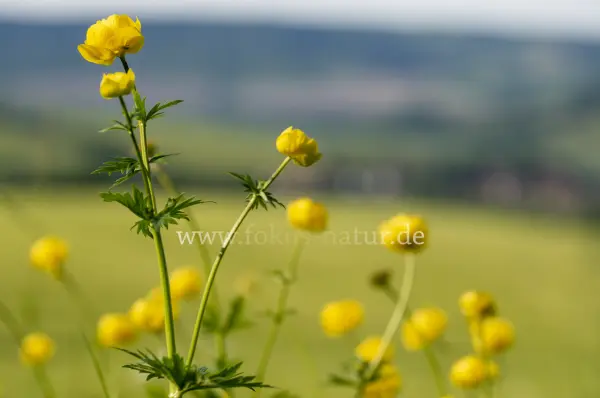 Fokus-Natur Bild