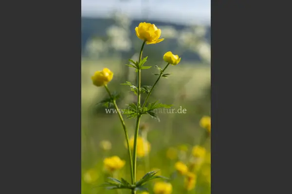 Fokus-Natur Bild