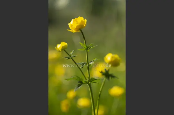 Fokus-Natur Bild
