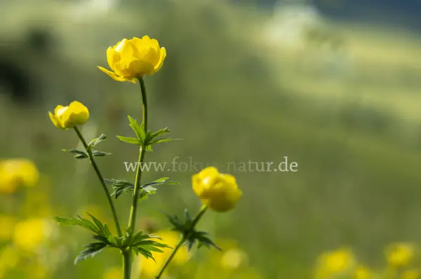 Fokus-Natur Bild