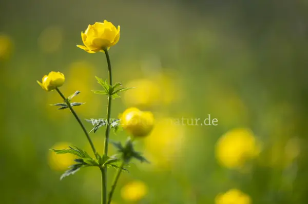 Fokus-Natur Bild