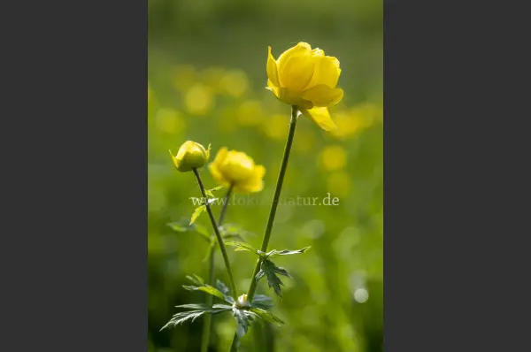 Fokus-Natur Bild