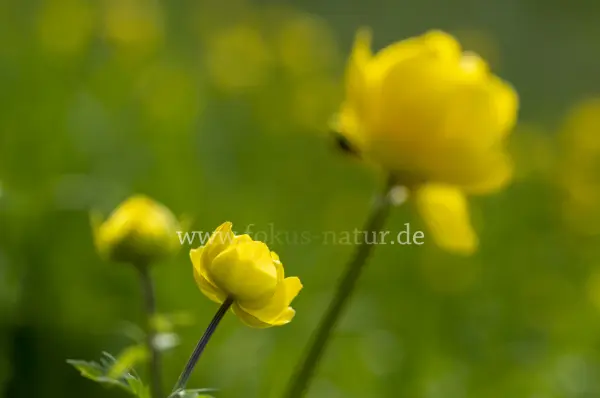 Fokus-Natur Bild