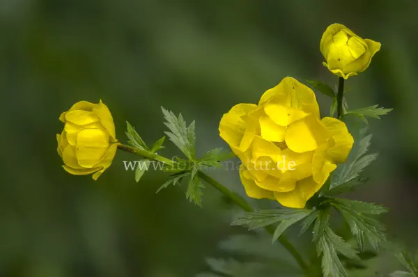 Fokus-Natur Bild