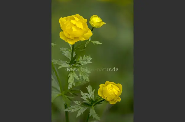 Fokus-Natur Bild