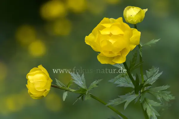 Fokus-Natur Bild