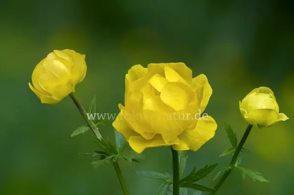 Fokus-Natur Bild