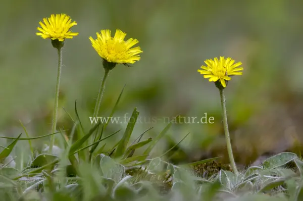 Fokus-Natur Bild