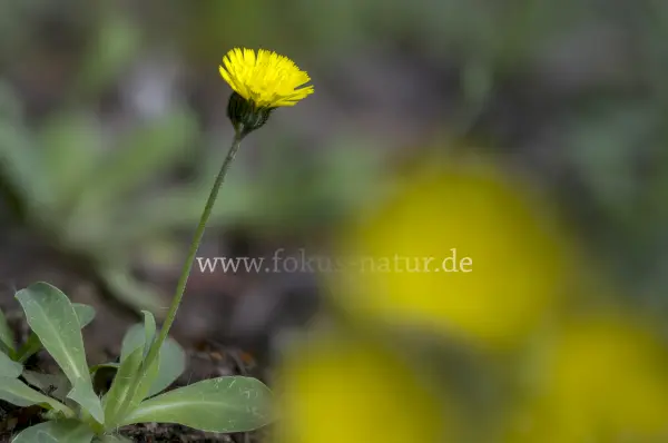 Fokus-Natur Bild