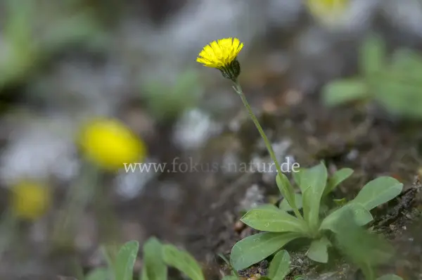 Fokus-Natur Bild