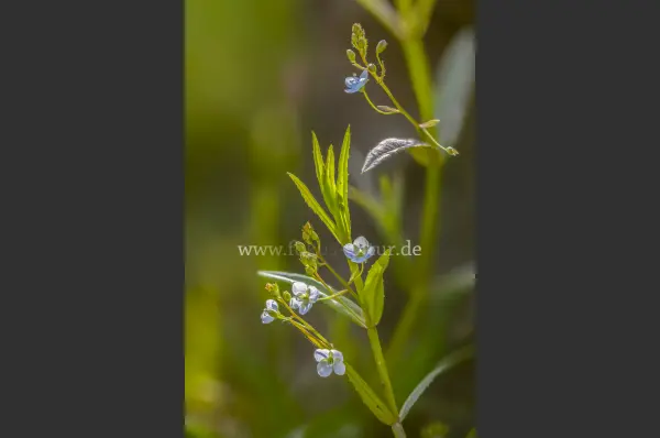 Fokus-Natur Bild