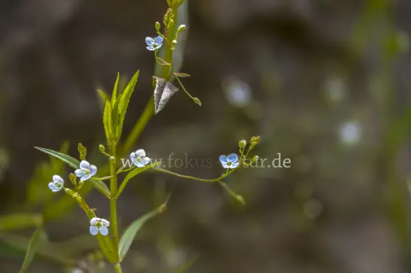 Fokus-Natur Bild