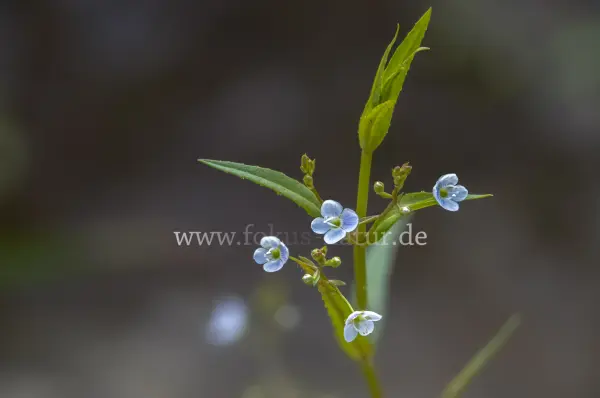 Fokus-Natur Bild