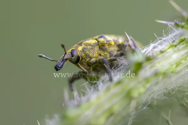 Fokus-Natur Bild