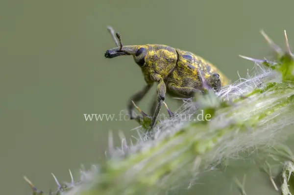 Fokus-Natur Bild