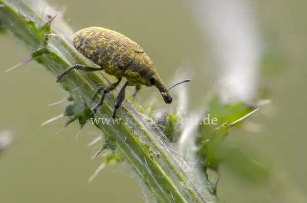 Fokus-Natur Bild