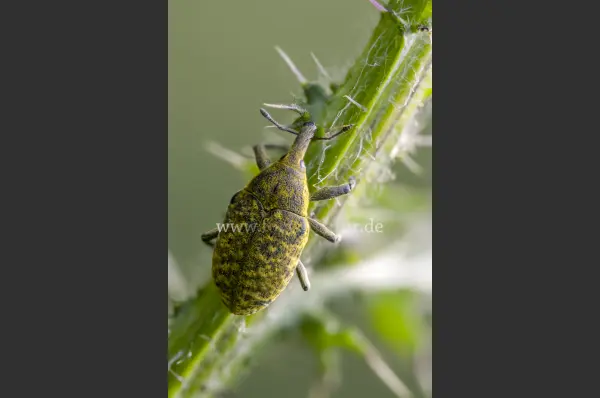 Fokus-Natur Bild