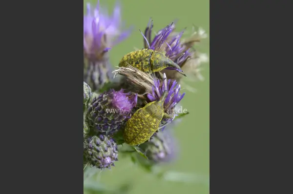 Fokus-Natur Bild