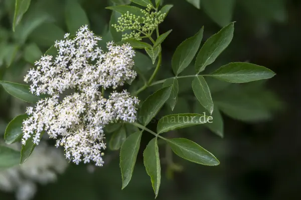 Fokus-Natur Bild
