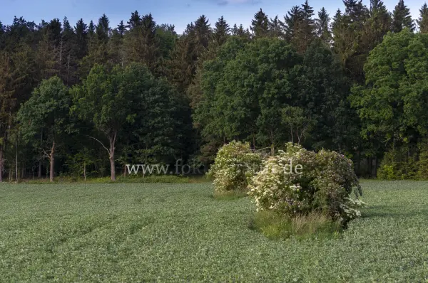 Fokus-Natur Bild