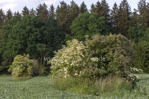 Fokus-Natur Bild