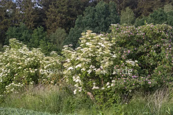 Fokus-Natur Bild