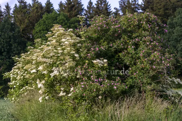 Fokus-Natur Bild