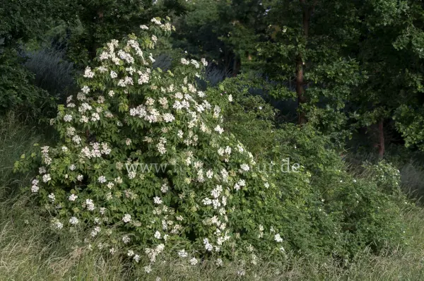 Fokus-Natur Bild