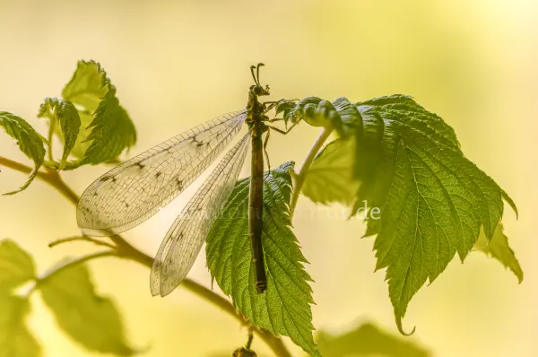 Fokus-Natur Bild
