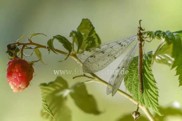 Fokus-Natur Bild