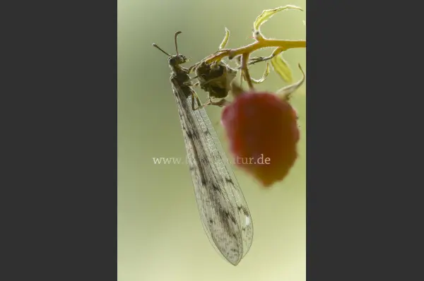 Fokus-Natur Bild