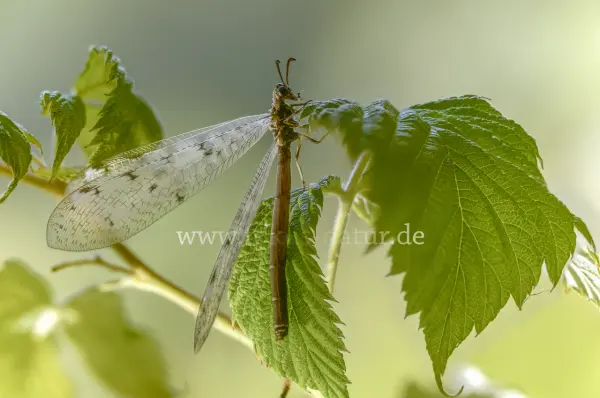 Fokus-Natur Bild