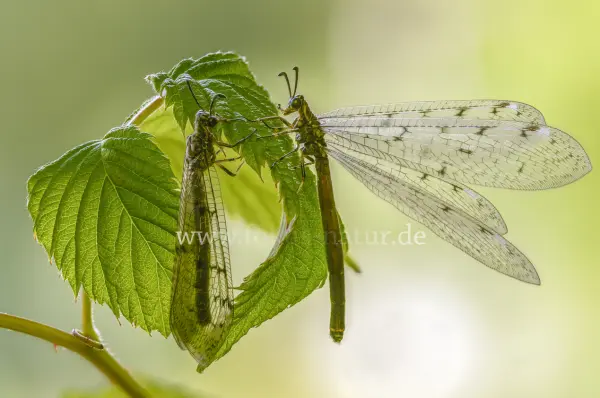 Fokus-Natur Bild