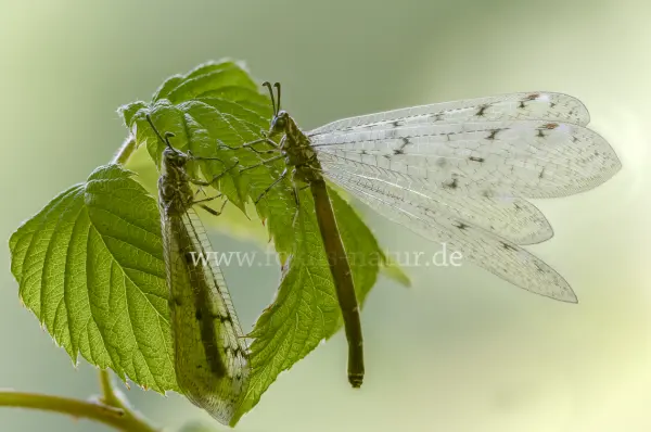 Fokus-Natur Bild