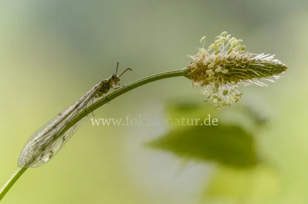 Fokus-Natur Bild