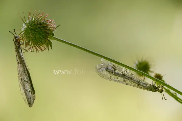 Fokus-Natur Bild
