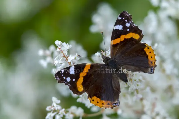 Fokus-Natur Bild