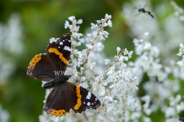 Fokus-Natur Bild