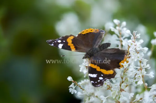 Fokus-Natur Bild