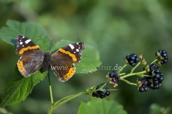 Fokus-Natur Bild