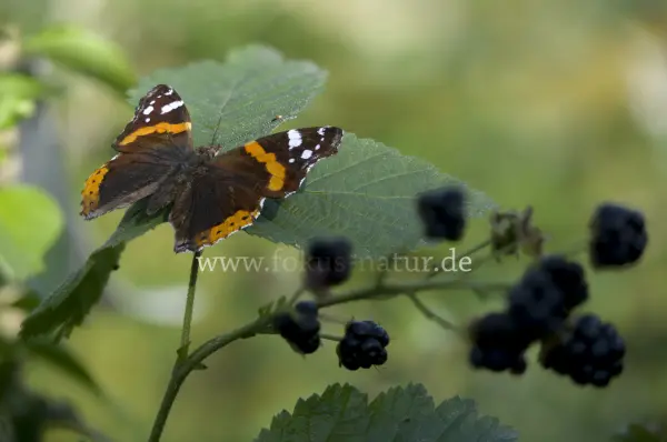 Fokus-Natur Bild