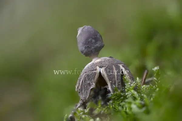 Fokus-Natur Bild