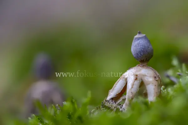 Fokus-Natur Bild