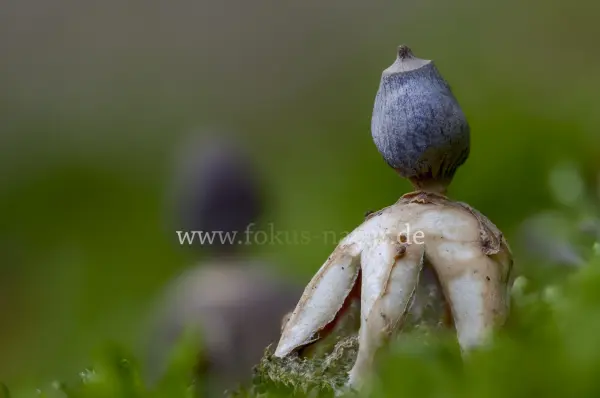 Fokus-Natur Bild