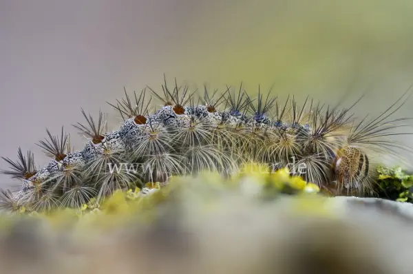 Fokus-Natur Bild