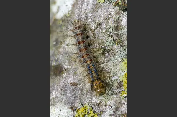Fokus-Natur Bild