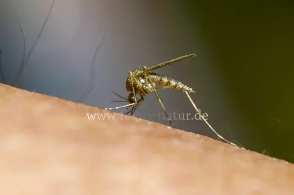 Fokus-Natur Bild